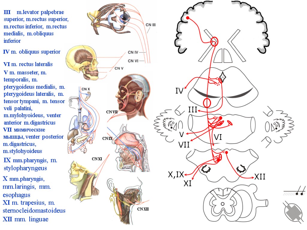 III IV V VII X,IX XI XII IV m. obliquus superior III m.levator palpebrae